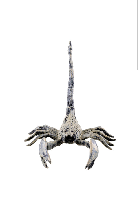 Squelette scorpion