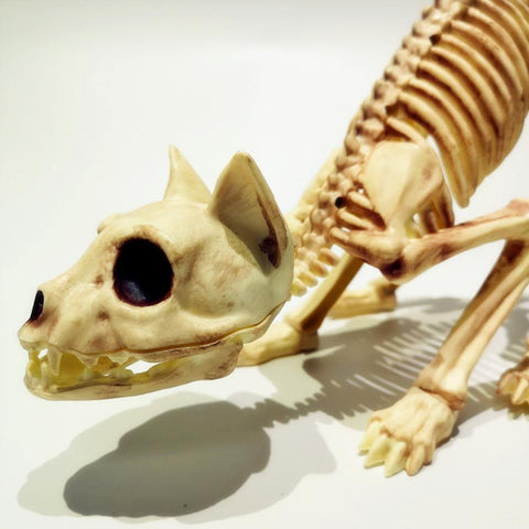 squelette-chat-halloween