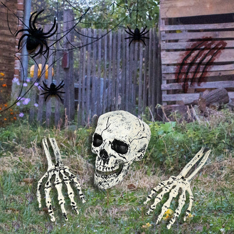 crâne squelette halloween