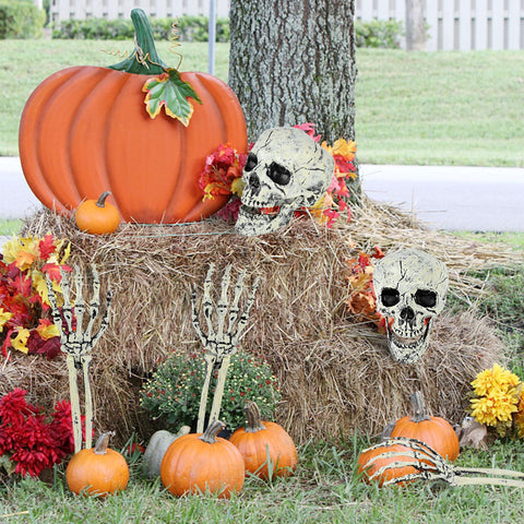 crâne squelette halloween