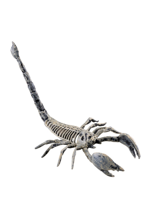 Squelette scorpion