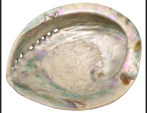 Coquille Ormeau Xl 15-16cm