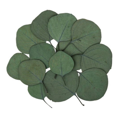 Lot de 15 Feuilles d’Eucalyptus Vert – Décoration Florale | Jardin à la Française