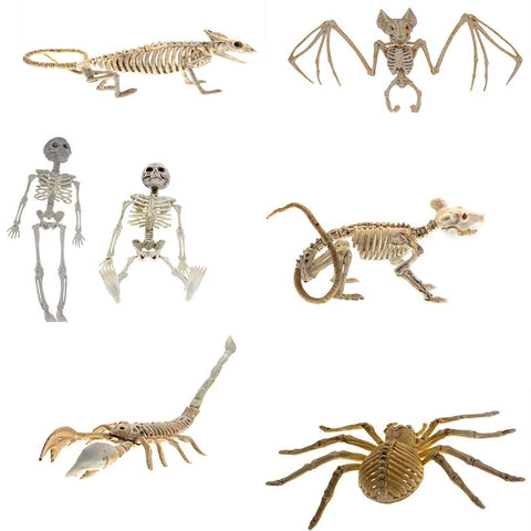 squelette d'araignée halloween